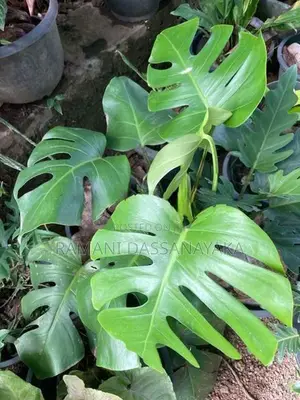 Jungle Fever Plants