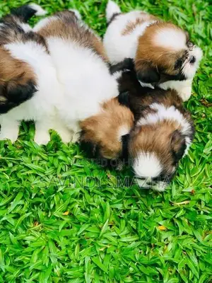 Shih Tzu Puppies