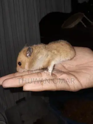 Siriyan Hamster