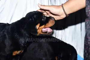Rottweiler Puppies