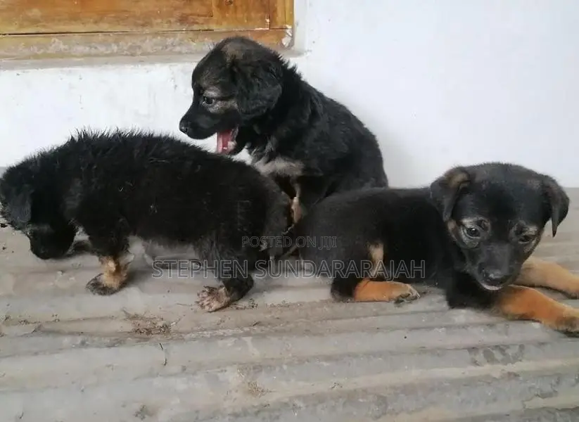 German Shepheard Puppies