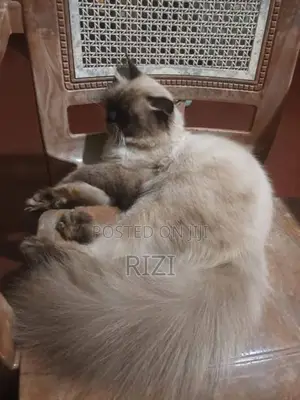 Himalayan Cat