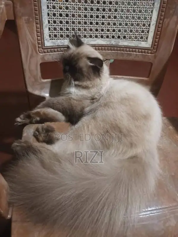 Himalayan Cat