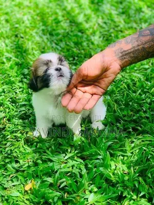 Shih Tzu Puppies