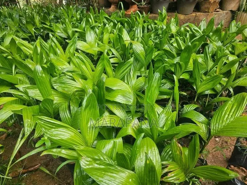රට පුවක් පැල