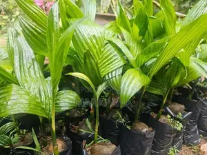 රට පුවක් පැල