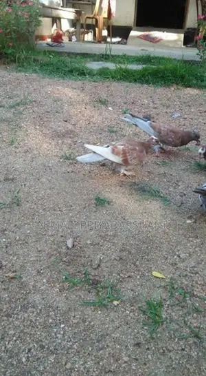 pigeon