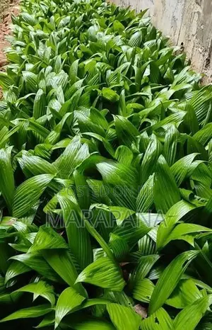 රට පුවක් පැල