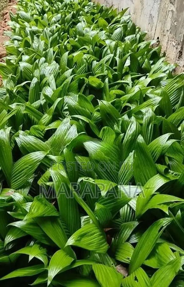 රට පුවක් පැල