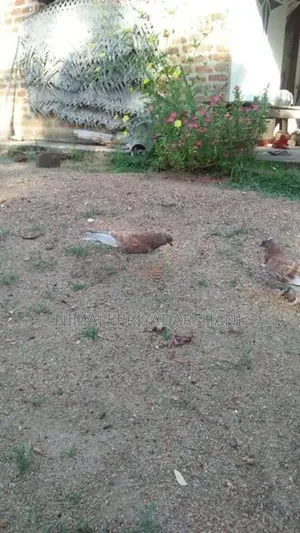 pigeon