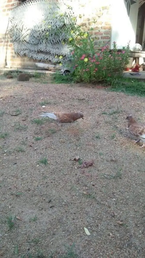 pigeon