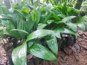 රට පුවක් පැල