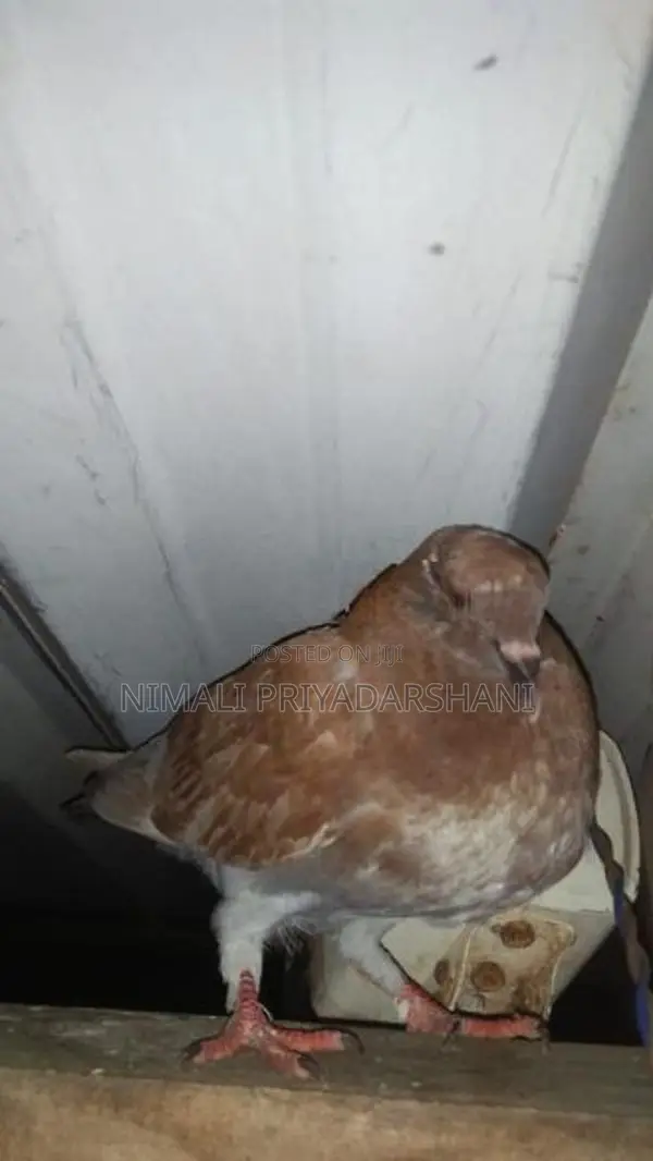 pigeon