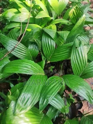 රට පුවක් පැල