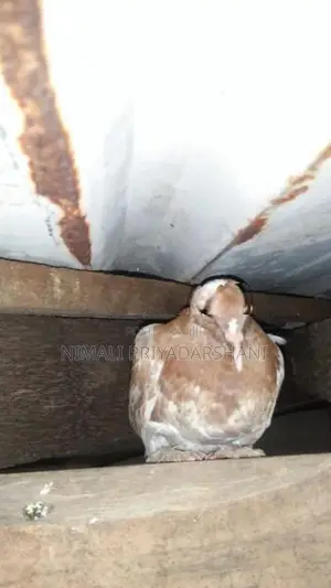 pigeon