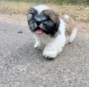 Shih Tzu Puppy