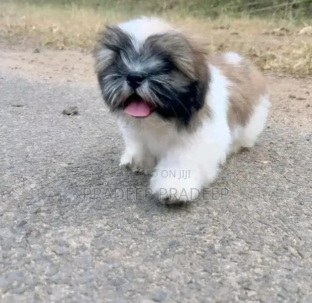 Shih Tzu Puppy