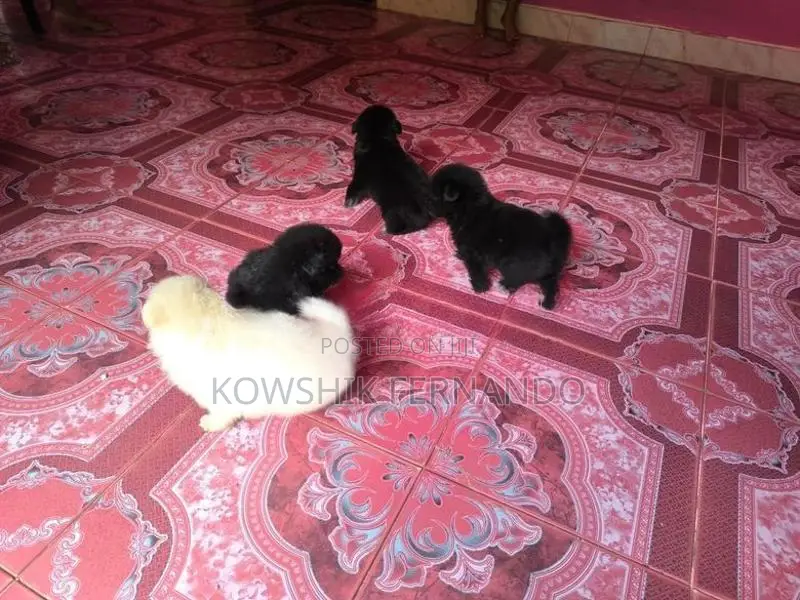 Pomeranians Puppies