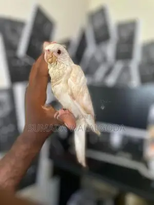 Albino Red Eye Cockatile