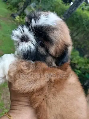 Shih Tzu Puppy