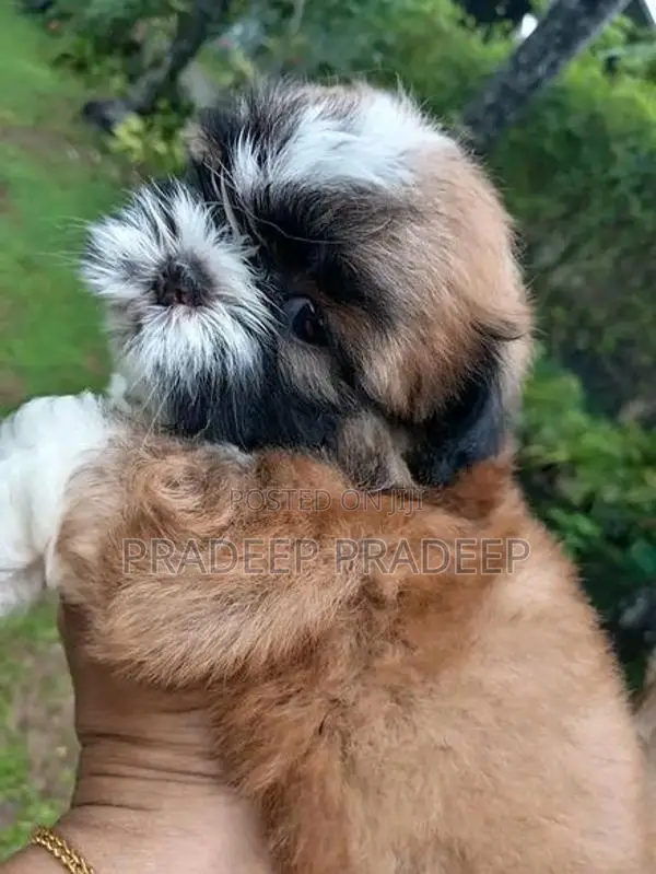 Shih Tzu Puppy