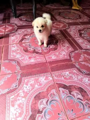 Pomeranians Puppies