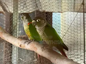 green cheeked conure