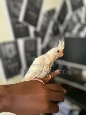 Albino Red Eye Cockatile