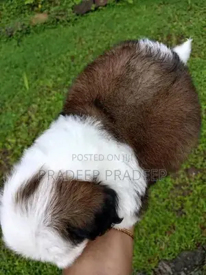 Shih Tzu Puppy