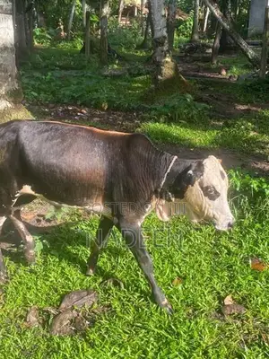 Male cow
