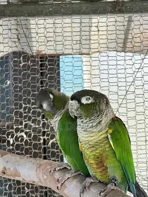 green cheeked conure