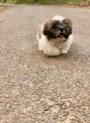 Shih Tzu Puppy