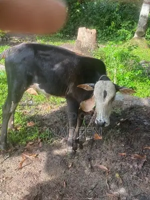 Male cow