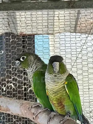 green cheeked conure