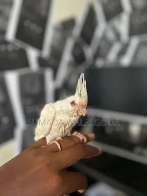 Albino Red Eye Cockatile