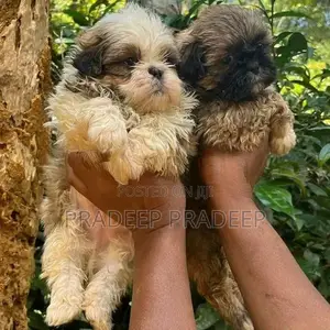 Shih Tzu Puppy