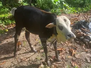 Male cow
