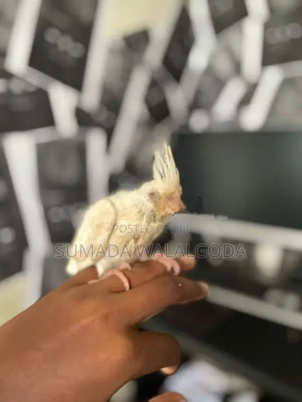 Albino Red Eye Cockatile