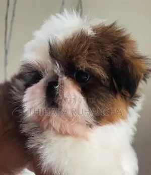Shih Tzu Puppies