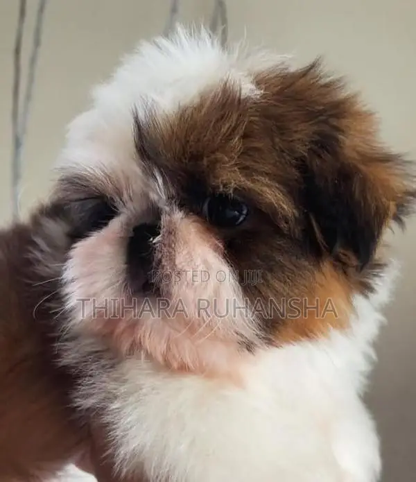 Shih Tzu Puppies