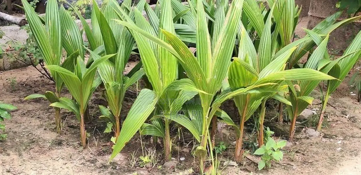 Coconut Plant