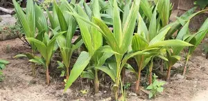 Coconut Plant