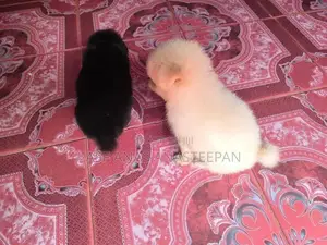 Pomeranians Puppies