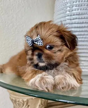 Shih Tzu Puppies