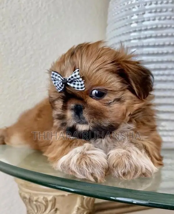 Shih Tzu Puppies
