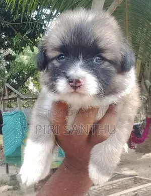 Lion pomeranian