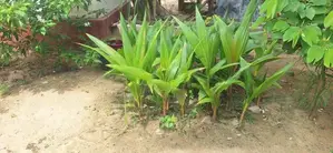 Coconut Plant