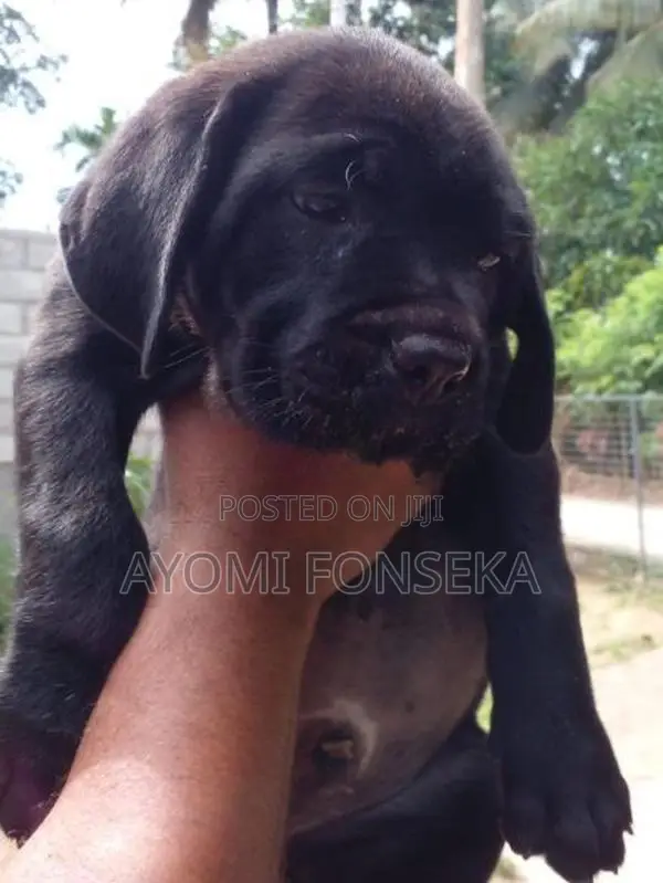 Cane Corso