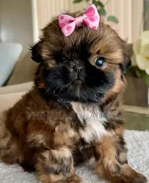 Shih Tzu Puppies