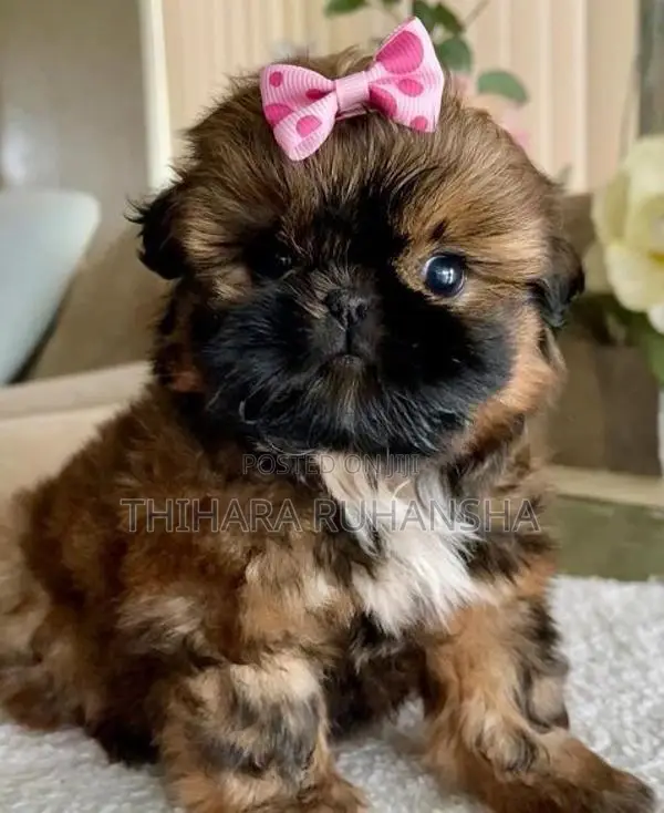 Shih Tzu Puppies